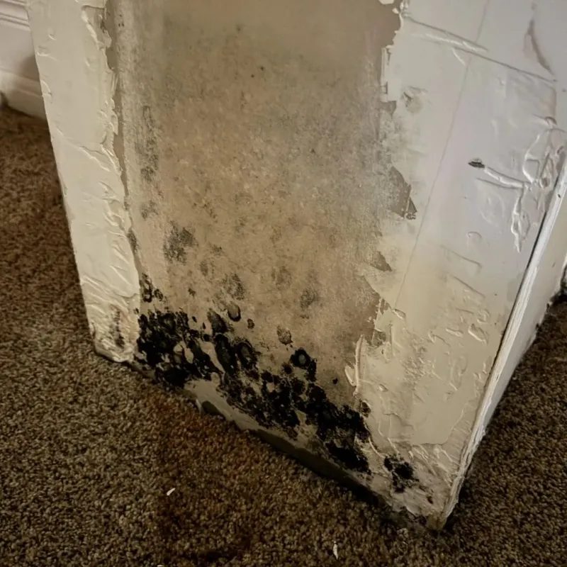 Professional Mold Removal in Roanoke County, VA